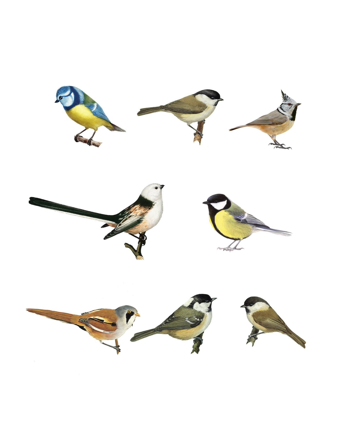 Nice Tits